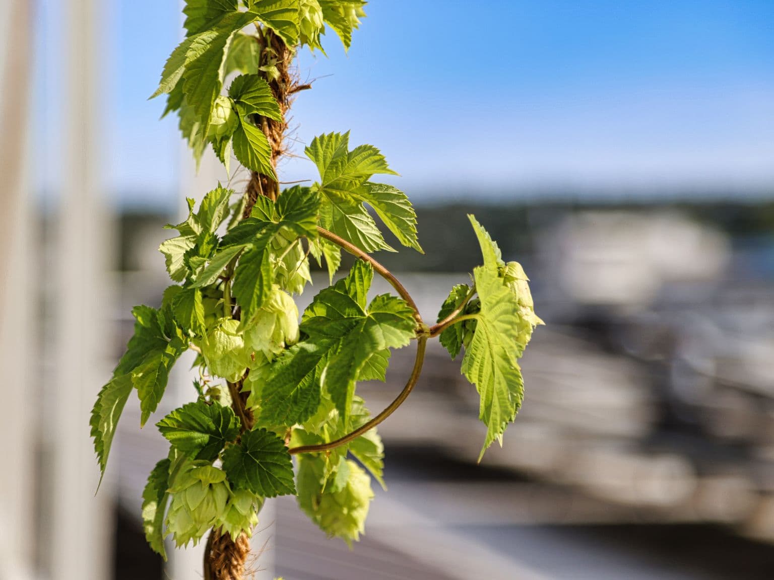 Du houblon en toiture